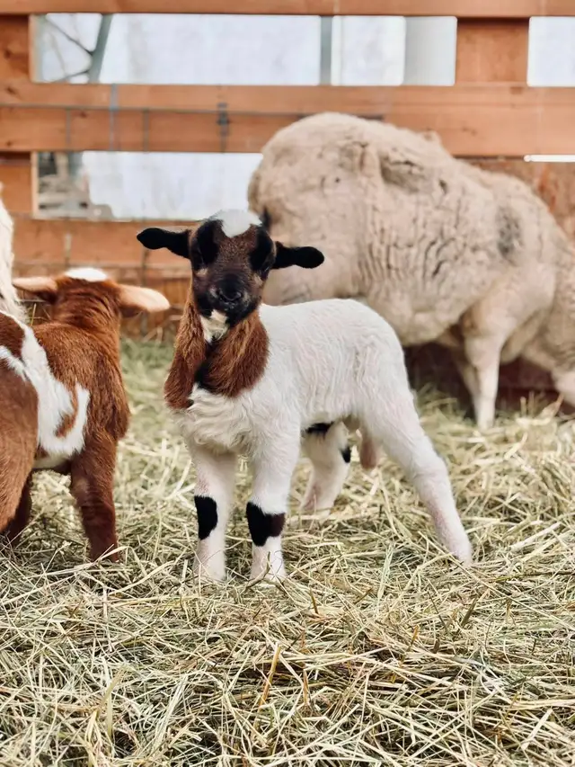 2 hair sheep ram lambs breeding stock in Livestock in Smithers - Image 8