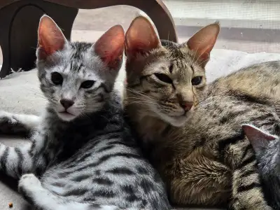 F5 sbt Savannah kittens registered with Tica, View more