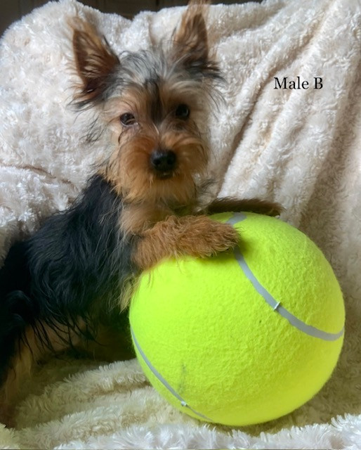 Yorkies Ready For New Homes! in Dogs & Puppies for Rehoming in Fredericton - Image 4