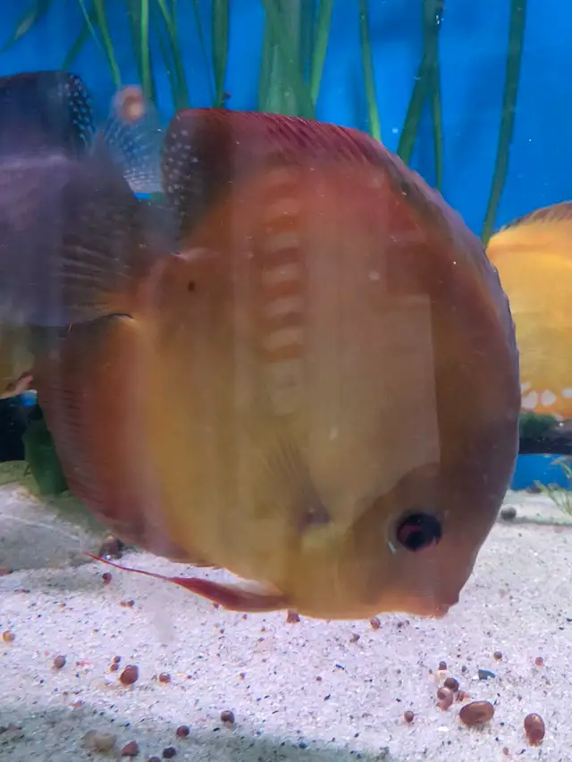 Red Rose Discus in Fish for Rehoming in Stratford - Image 6