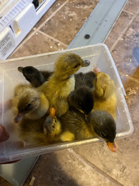 9 Runner ducklings available $8 ea / all $75