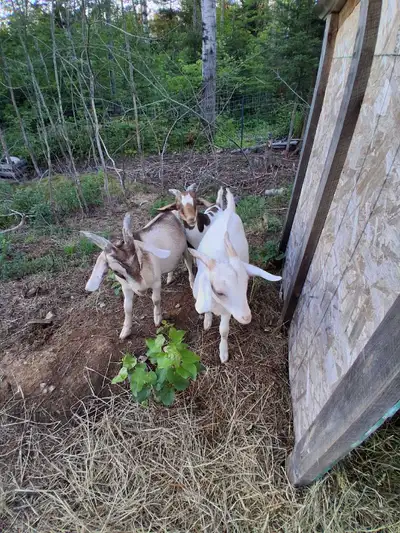 Mix Boer & Sannan and Boer & Alpine. Weaned, intact, 5months old. These boys would be great breeders...