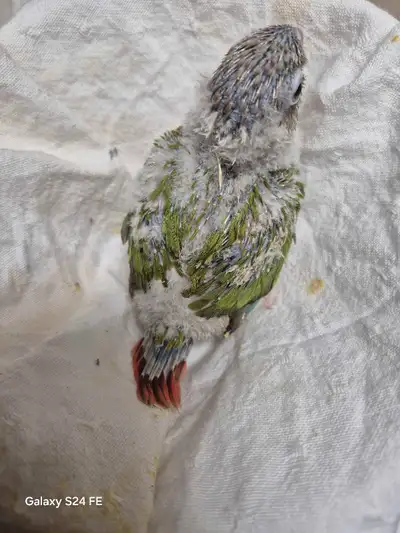 5 weeks baby conure, View more