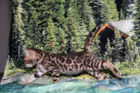 Bengal Kittens - Stunning Leopard Look, Friendly and Cute, TICA