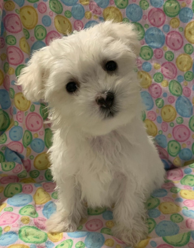 Tiny Maltipoo Puppies Dogs & Puppies for Rehoming Kitchener / Waterloo Kijiji
