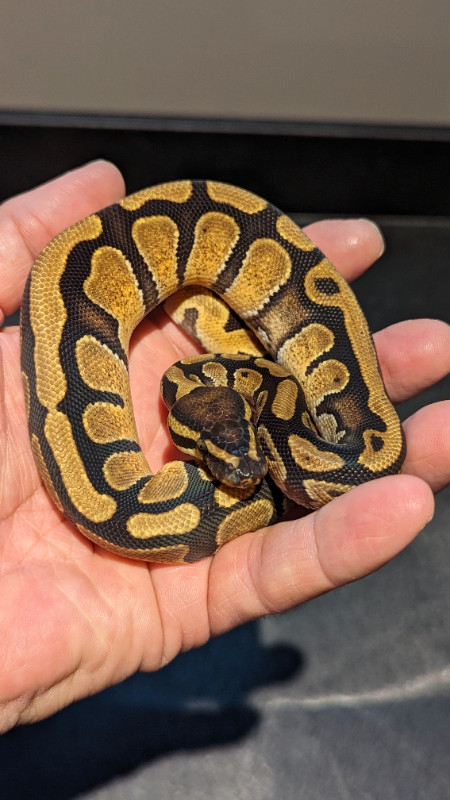 Python royal / ball python dans Reptiles et amphibiens à adopter  à Longueuil/Rive Sud - Image 2