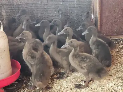 3 weeks old Khaki Campbell ducklings Great egg layers. On 21% unmedicated protein crumbs feed. Selli...