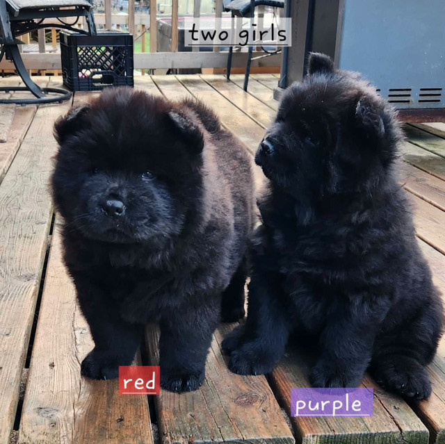 Pure breed chow chow in Dogs & Puppies for Rehoming in North Bay - Image 2