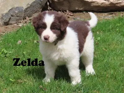 Newfoundland mix., View more