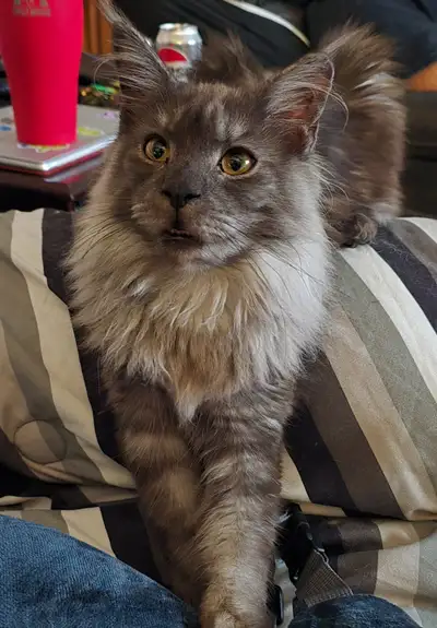 TICA Registered Maine Coon, View more