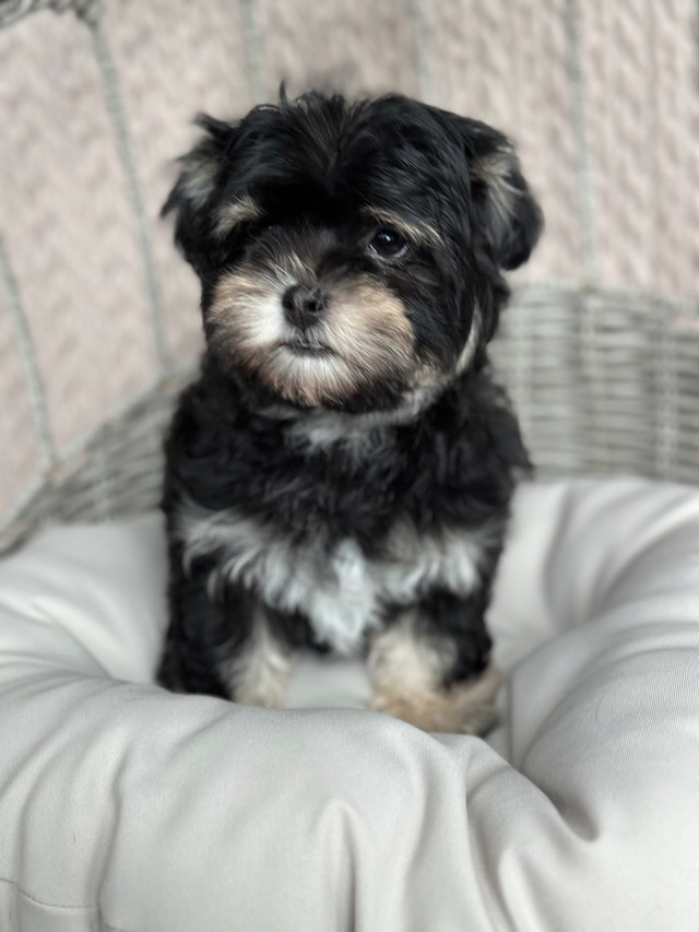 CKC Reg’d Purebred Havanese Female Puppy in Dogs & Puppies for Rehoming in Edmonton - Image 2