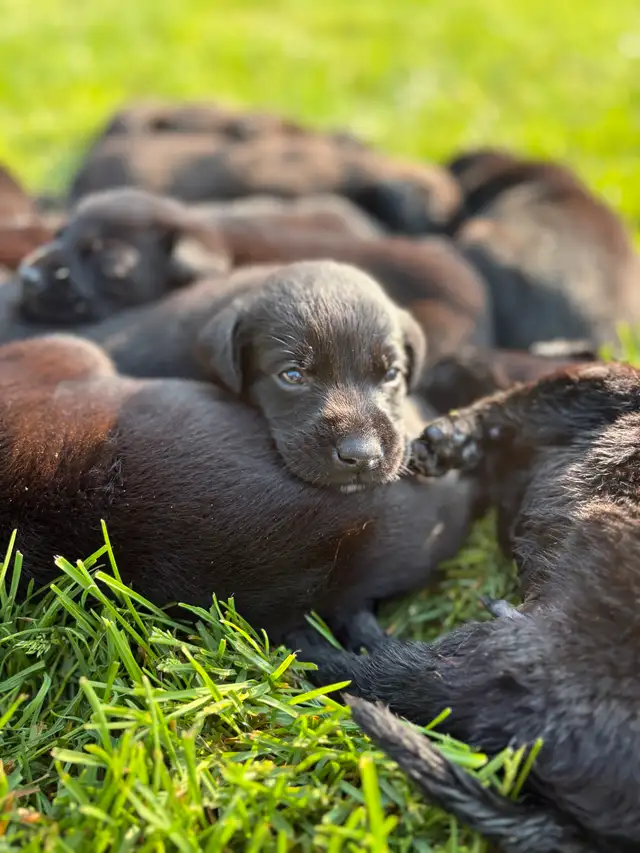 chiot labrador pure race in Dogs & Puppies for Rehoming in Laval / North Shore - Image 4