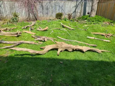 Driftwood from Georgian Bay, View more