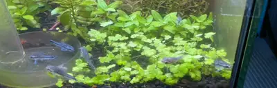 Pygmy Cory, View more