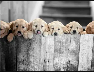 Beautiful Quality Purebred Golden Retriever Puppies, View more