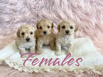We have a beautiful litter of toy poodle puppies! Mom is a 8 lbs toy poodle Dad is 9 lbs both very s...