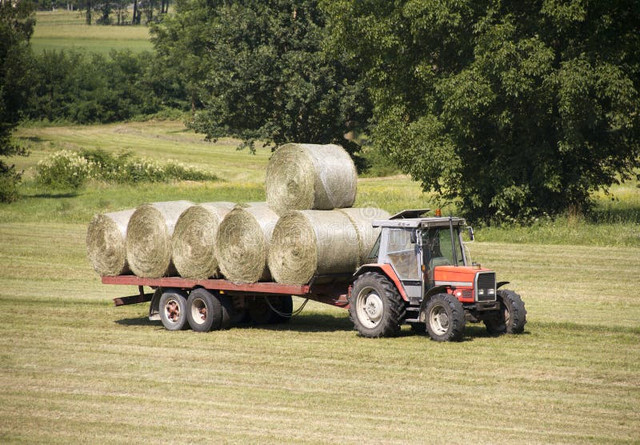 Quality 4X5 hardcore dry hay for sale in Livestock in Peterborough - Image 2