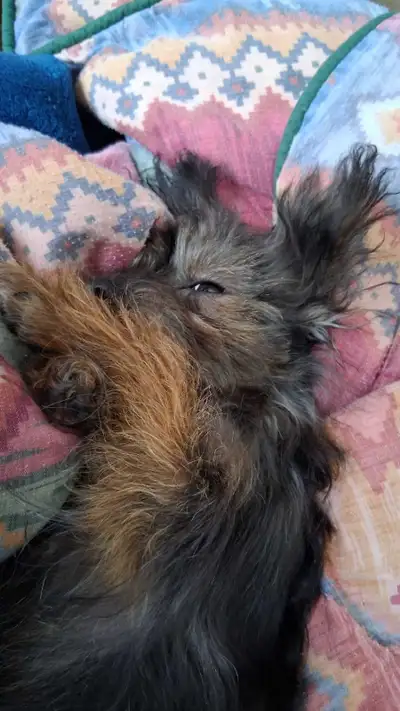 Morkie love from Bear Mountain Morkies, View more