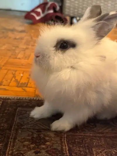 dwarf Rabbit for sale, View more