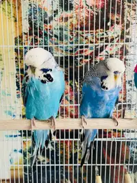 Beautiful English show budgie pair! Cage available 