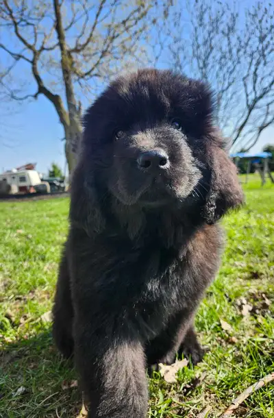 Newfoundland puppies , View more