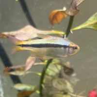 Imperial Lapis Tetra Aquarium Fish