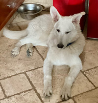 Beautiful Suisse White Shepherd Looking For Forever Home 