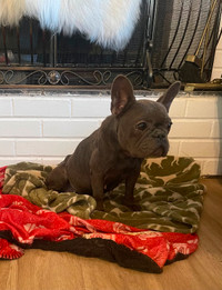 Retired Blue Female Frenchie for sale