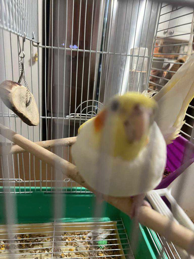 2 cockatiel birds in Birds for Rehoming in London - Image 4