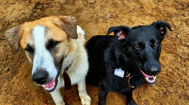 Chien Labernois X Husky dans Chiens et chiots à adopter  à Trois-Rivières