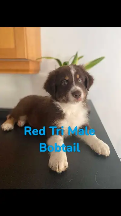 PUPS BORN JANUARY 12 2025 MOMS FIRST LITTER!!! Pups are well socialized very happy and playful. Both...