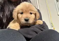 Adorable Golden Retriver puppy ready for a loving home! 