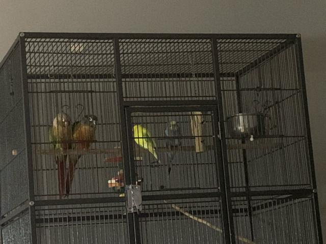 Conures and budgies for sale together  dans Oiseaux à adopter  à Ville de Montréal - Image 4