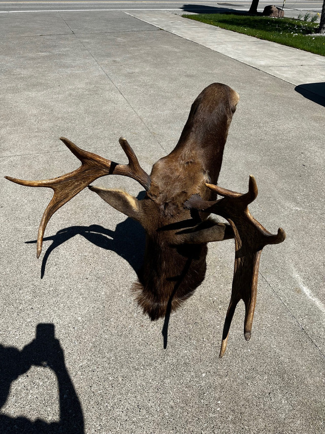 Moose cabin decor taxidermy in Arts & Collectibles in Windsor Region - Image 2