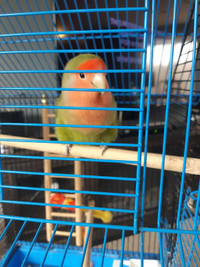 2 Year old tame Lovebird 