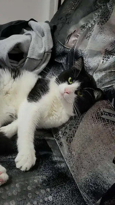 chat Oreo ❤️, View more
