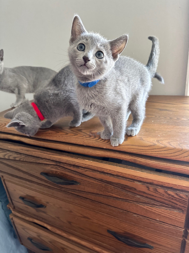 2 M left TICA Purebred Russian Blues  in Cats & Kittens for Rehoming in Barrie - Image 2