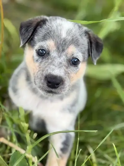 Blue Heeler puppies - ready July 15th, View more