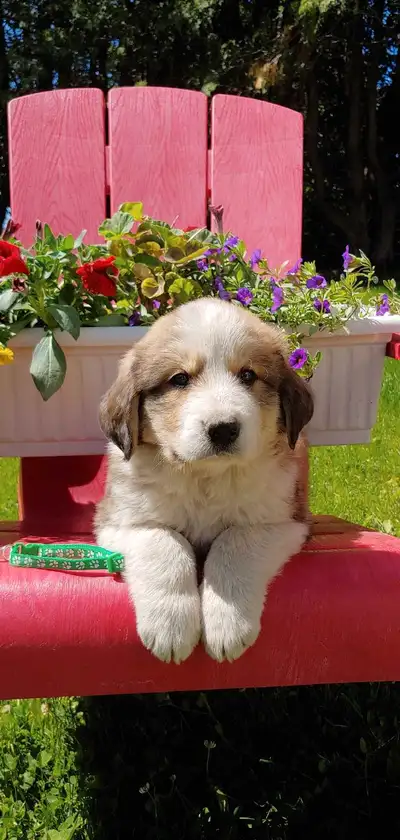 We have Great Pyrenees/Bernese Mountain Dog cross puppies for sale. We have 3 females available. The...