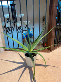 Beautiful Aloe with pot on sale
