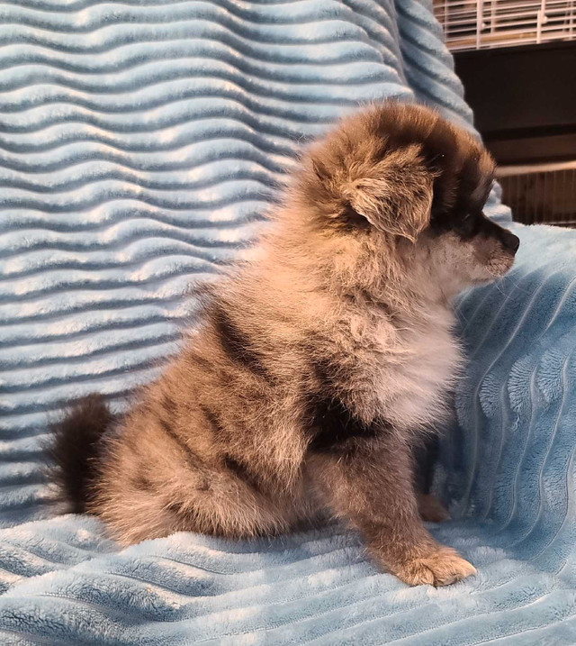 Rare purebred blue merle  pomeranian puppy free delivery in Dogs & Puppies for Rehoming in North Bay - Image 4