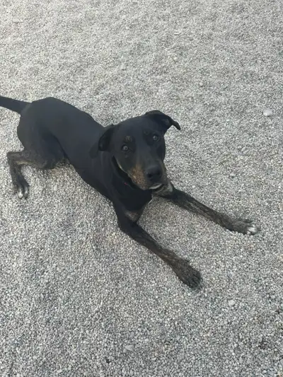 Dogs for Adoption, View more