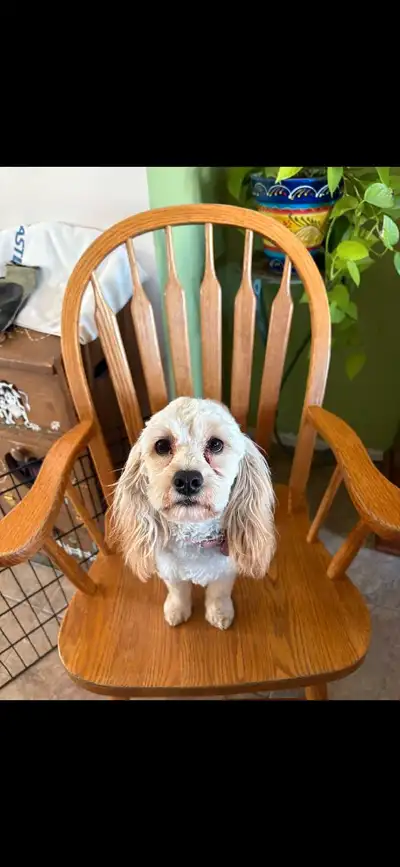11 week old cockapoo black female puppy. Great temperment, very funny & well socialized. $850 1.5 ye...