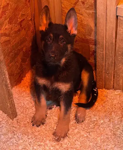 German Sheppard Puppy, View more