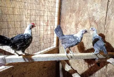 *3 left* Fayoumi chickens, including the silver-pencilled variety, are known for their small to medi...