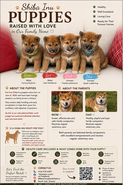 Purebred Shiba Inu Puppies Vaccinated, Microchipped & Home Raise, View more