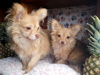 ❤️ Teenage Purebred Chihuahua Puppies ❤️