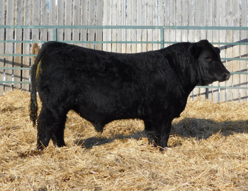 Black Simmental bulls | Livestock | Brandon | Kijiji