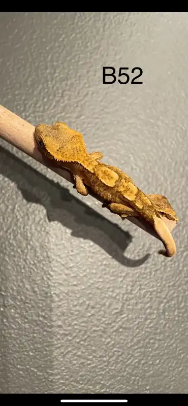 Crested Gecko 4, View more