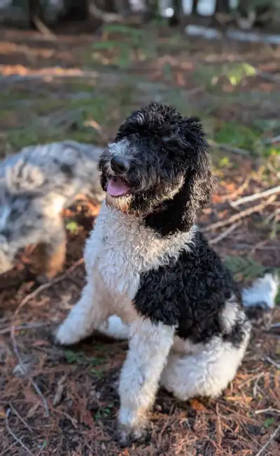 Trained Older Bernedoodle Puppy For Sale, View more